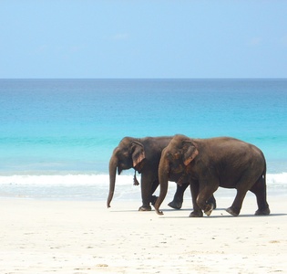goa