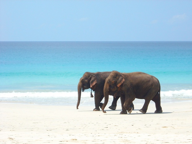 goa