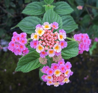 flower