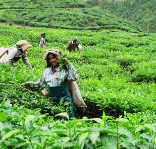 kerala