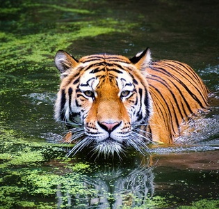 ranthambore