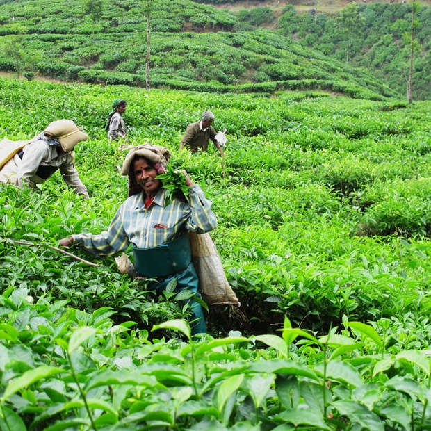 kerala