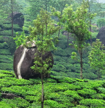 south-indian-packages