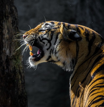 wildlife-tours-safari